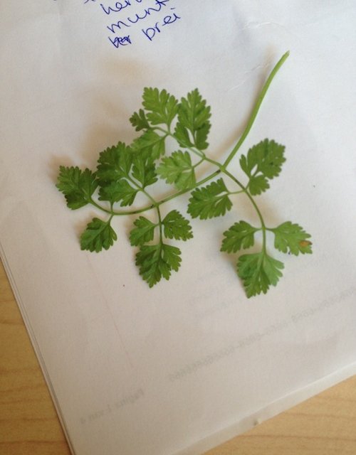 Kasnudeln Karinthië